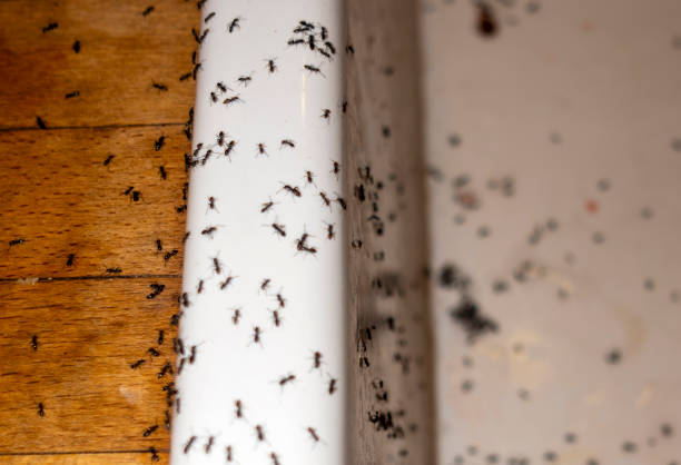 Best Pest Control Cost  in , WA